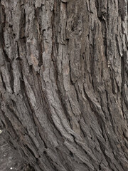 Curved mulberry trunk with sweeping bark ridges and deep grooves, close view.