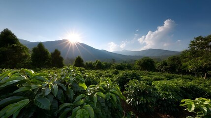 Golden sunrise illuminates a vibrant coffee plantation nestled against misty mountains and a clear blue sky