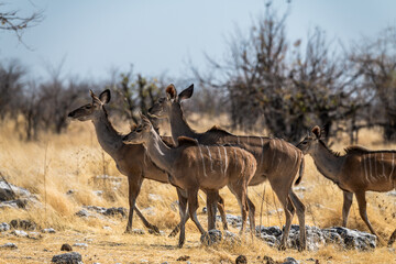 Safari im Etosha Nationalpark