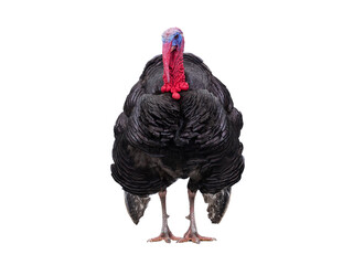 beautiful male turkey isolated on white background