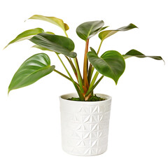 Potted Philodendron Plant with Textured White Pot on White Background potted plant isolated on a transparent background