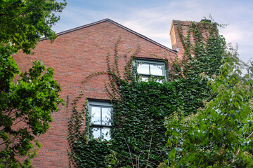 Striking contrast between an old brick building and a vibrant green foliage growing upon its surface in Beacon Hill, Boston, Massachusetts, USA

