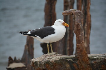 Seagull on a shipwreck