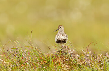 Dunlin standing among green and brown grass in a meadow