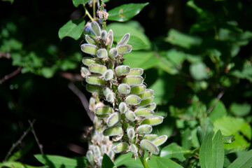 Dried lupine inflorescence against a background of greenery