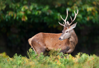 Fototapeta premium Young Red deer stag standing in green ferns in autumn