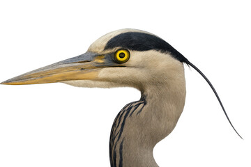 Fototapeta premium Grey heron ardea cinerea showcasing its unique head characteristics, extended beak, and vibrant golden eye, set against a clear background