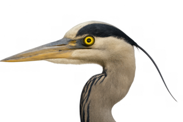 Grey heron ardea cinerea showcasing its unique head characteristics, extended beak, and vibrant golden eye, set against a clear background