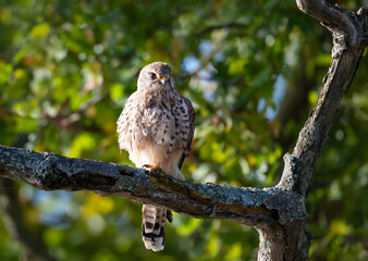 Female Common Kestrel perched on a tree branch