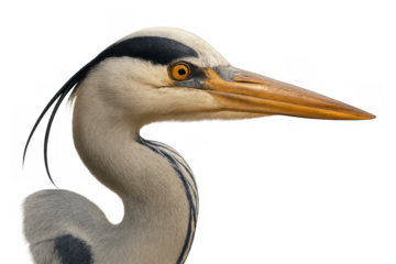 Grey heron profile with orange eye and long beak, wading bird close-up, cut out, transparent background