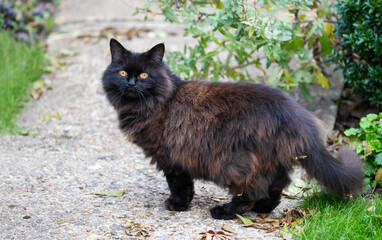 Beautiful fluffy black cat with amber eyes standing on a concrete garden path