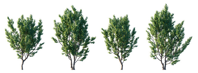 Set of Acer campestre trees (Field Maple) with green summer foliage, isolated on transparent background, ornamental deciduous trees for landscaping, garden architecture, botanical illustration