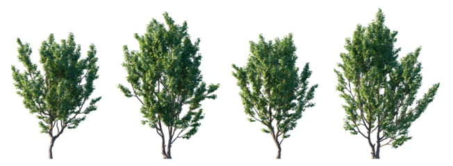 Set of Acer campestre trees (Field Maple) with green summer foliage, isolated on transparent background, ornamental deciduous trees for landscaping, garden architecture, botanical illustration