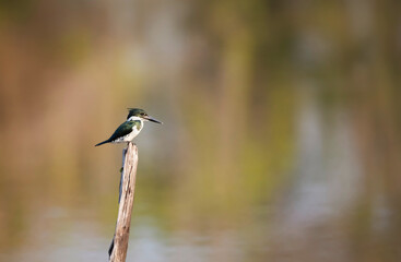 Female Green Kingfisher perched on a wooden post in the Pantanal, Brazil