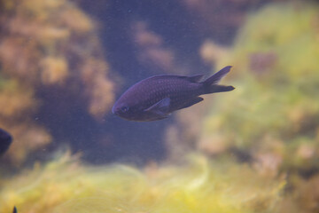 Black Sea marine plants jellyfish fish