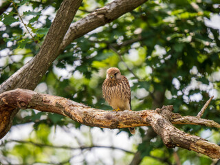 Kestrel Perched in a Tree