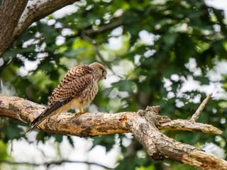 Kestrel Perched in a Tree