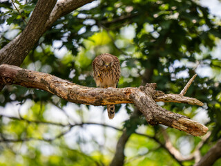 Kestrel Perched in a Tree Preening