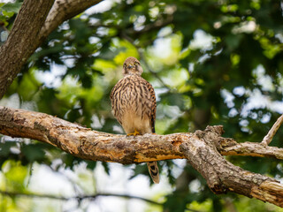 Kestrel Perched in a Tree Preening