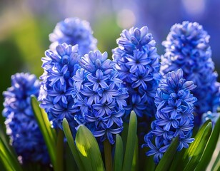 vibrant blue hyacinth flowers in bloom