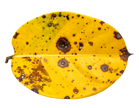 Close-up of a decaying, oval-shaped leaf with vibrant yellow and brown hues. Spots and veins are visible against a solid black background