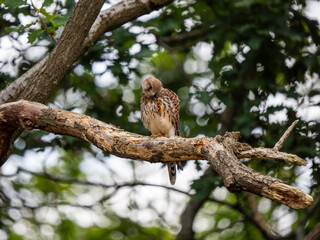 Kestrel Perched in a Tree Preening