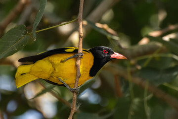 A beautiful adult Black-hooded oriole (Oriolus xanthornus) bird perched on a tree branch in a park...