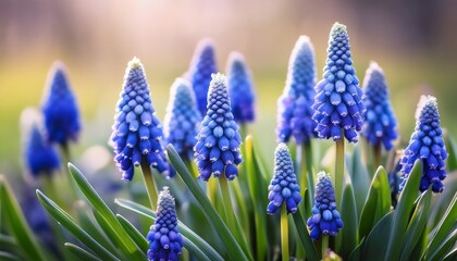stunning blue grape hyacinths in spring