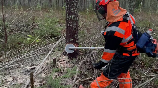 a forest worker in bright orange gear cuts into a large tree with a gasoline trimmer evening light creates a serious working atmosphere calm focus and heavy labor
