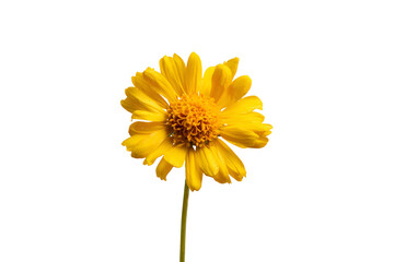 Vibrant Yellow Daisy Flower Head Against a Dark Background
