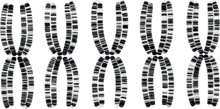 Detailed view of human chromosomes showing banding patterns for genetic analysis.