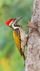 A beautiful Black-rumped flameback woodpecker (Dinopium benghalense) is searching food on the tree Stem in a green blurred forest background. West Bengal, India