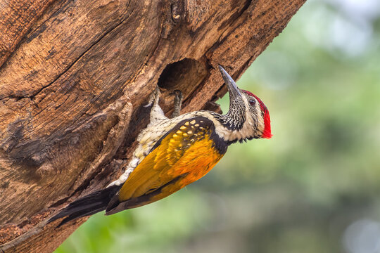 A beautiful Black-rumped flameback woodpecker (Dinopium benghalense) is sitting next to the nest hole on beech trunk during the nesting season in a green blurred forest background. West Bengal, India