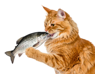 An orange feline, with fluffy fur, bites a fish held in its paws. The background is a clean, negative space