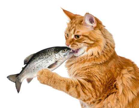 An orange feline, with fluffy fur, bites a fish held in its paws. The background is a clean, negative space
