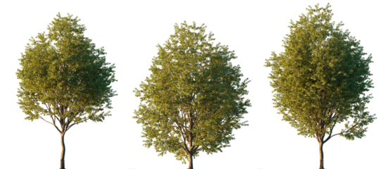 Three Pictum maple trees with dense green summer foliage isolated on transparent background, Acer pictum cutout trees for landscape design, high-resolution PNG