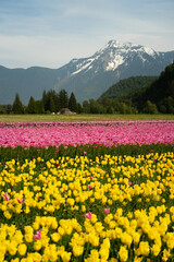 Obraz premium Tulpenfeld