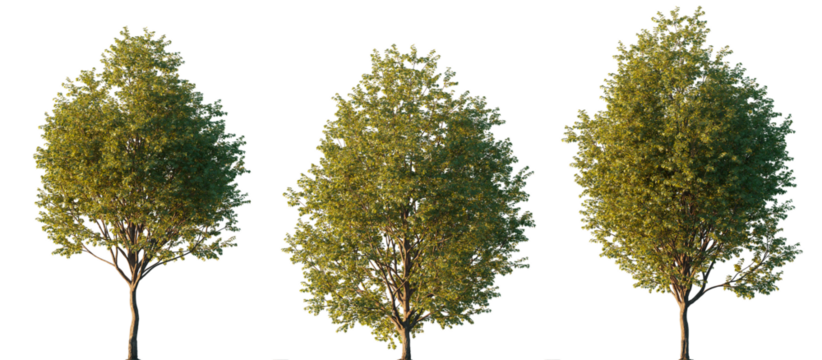 Three Pictum maple trees with dense green summer foliage isolated on transparent background, Acer pictum cutout trees for landscape design, high-resolution PNG