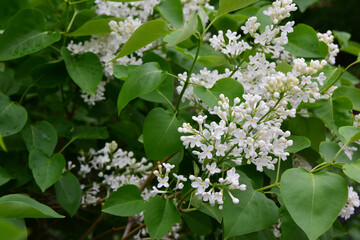 White Lilac Flowers Blooming in Spring on the bush