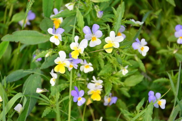 multicolored Wild Pansies in a Spring Meadow
