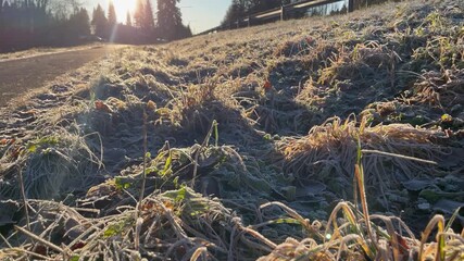 Dry grass covered with frost glowing in gentle morning sunlight peaceful early day atmosphere calm cold air shimmering nature awakening in soft golden rays - Powered by Adobe
