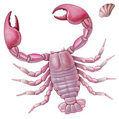Pink Scorpion with Raised Claw and Tail on Background arthropod arachnid isolated on a transparent background