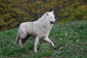 Loup arctique