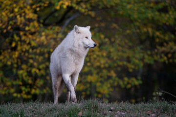 Loup arctique