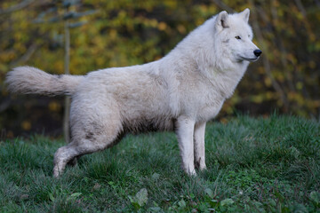 Loup arctique