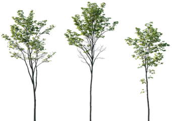 Sycamore Maple Trees Collection Isolated on Transparent Background – Acer pseudoplatanus Green Summer Foliage Pack