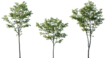 Sycamore Maple Trees Collection Isolated on Transparent Background – Acer pseudoplatanus Green Summer Foliage Pack