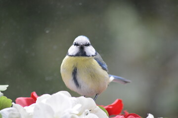 Blue tit sitting on flowers in a window box, photographed through glass with green blurred background
