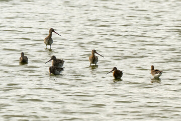 Barge à queue noire,Limosa limosa, Black tailed Godwit