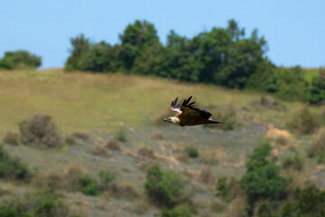 Vautour fauve